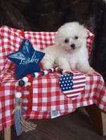Coco, a male Bichon Frise for sale in Toronto, OH – 5 of 8