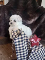 Luna, a female Bichon Frise for sale in Toronto, OH – 8 of 9
