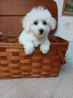 Charlie, a male Bichon Frise for sale in Toronto, OH – 2 of 10