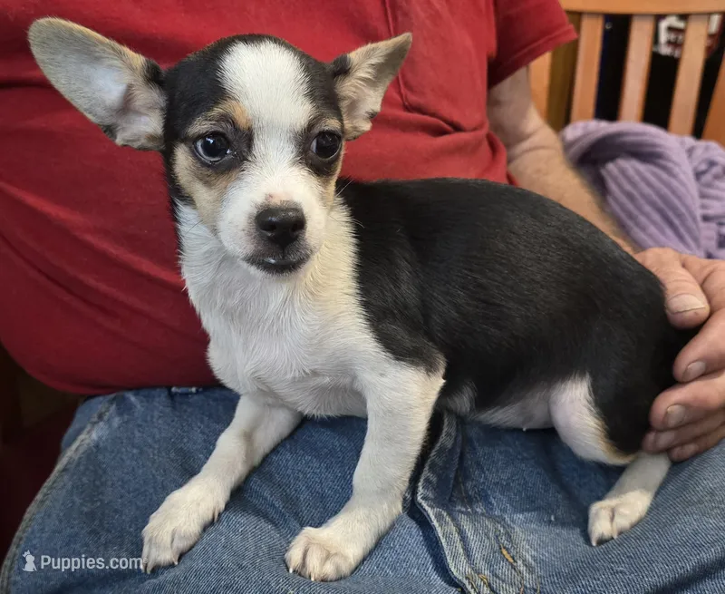 #2 Chihuahua – Chihuahua puppy for sale in Toronto, IA