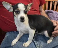 #2 Chihuahua, a female Chihuahua for sale in Toronto, IA – 1 of 1