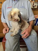 Male Miniature Poodle, a male Poodle - Miniature  for sale in Toronto, IA – 1 of 2