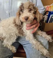 Miniature Poodle Female, a female Poodle - Miniature  for sale in Toronto, IA – 3 of 3