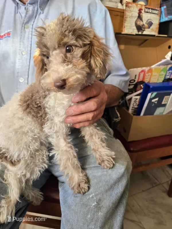 Miniature Poodle Female – Poodle - Miniature  puppy for sale in Toronto, IA