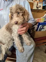 Miniature Poodle Female, a female Poodle - Miniature  for sale in Toronto, IA – 1 of 3