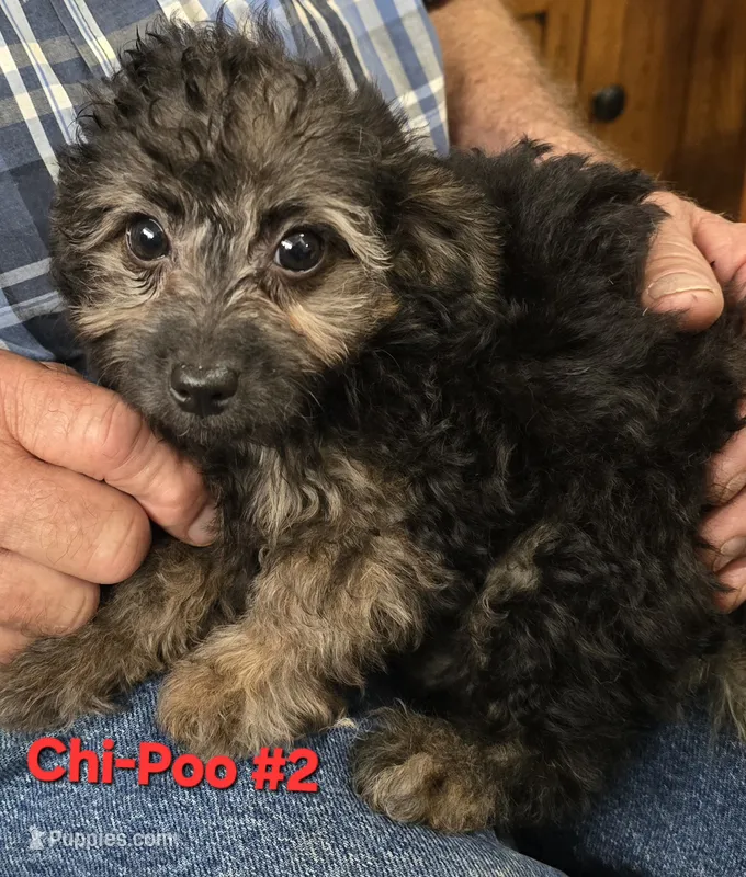 #1 Female Chi-Poo Cross – Poodle - Miniature  puppy for sale in Toronto, IA