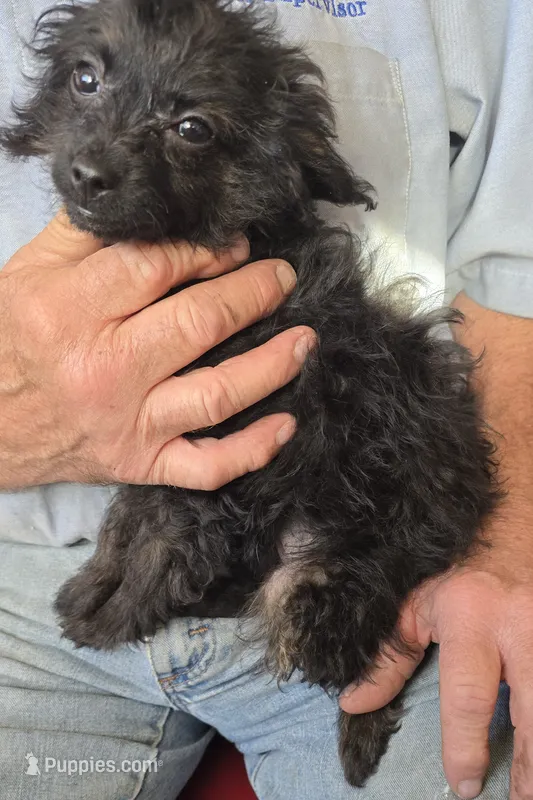 #2 Female Chi-Poo – Poodle - Miniature  puppy for sale in Toronto, IA