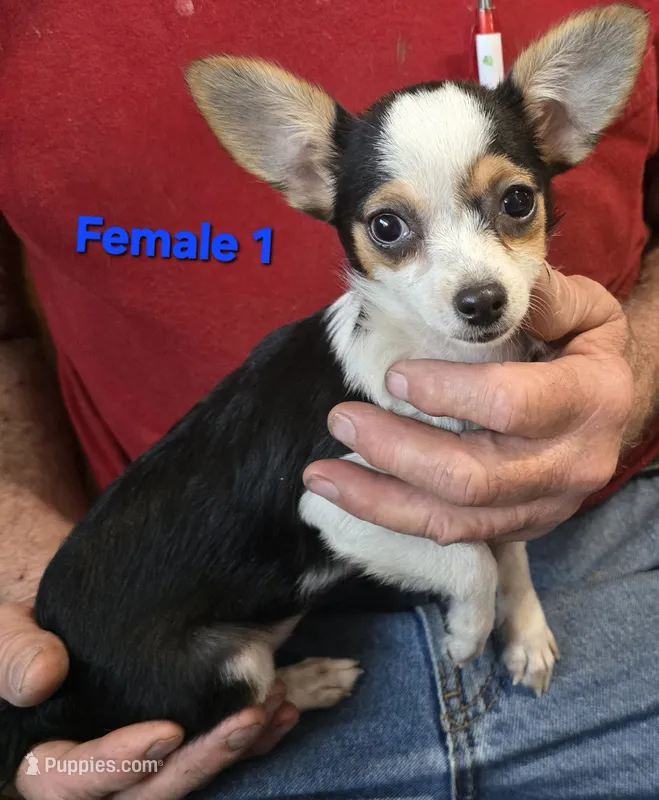 #1 CHIHUAHUA FEMALE – Chihuahua puppy for sale in Toronto, IA