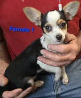 #1 CHIHUAHUA FEMALE, a female Chihuahua for sale in Toronto, IA – 1 of 1