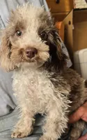 Male Miniature Poodle, a male Poodle - Miniature  for sale in Toronto, IA – 2 of 2
