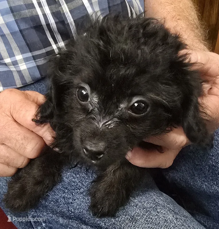 #2 Female Chi-Poo – Poodle - Miniature  puppy for sale in Toronto, IA