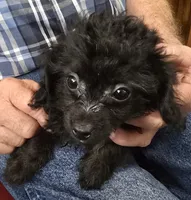 #2 Female Chi-Poo, a female Poodle - Miniature  for sale in Toronto, IA – 1 of 1