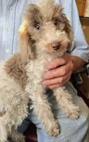 Miniature Poodle Female, a female Poodle - Miniature  for sale in Toronto, IA – 2 of 3