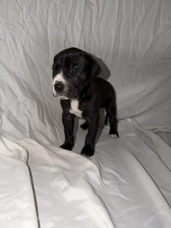 Black Female 1 – Great Dane puppy for sale in Rockingham, NC