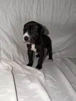 Black Female 1, a female Great Dane for sale in Rockingham, NC – 1 of 3