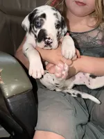 Harlequin Male, a male Great Dane for sale in Rockingham, NC – 3 of 3