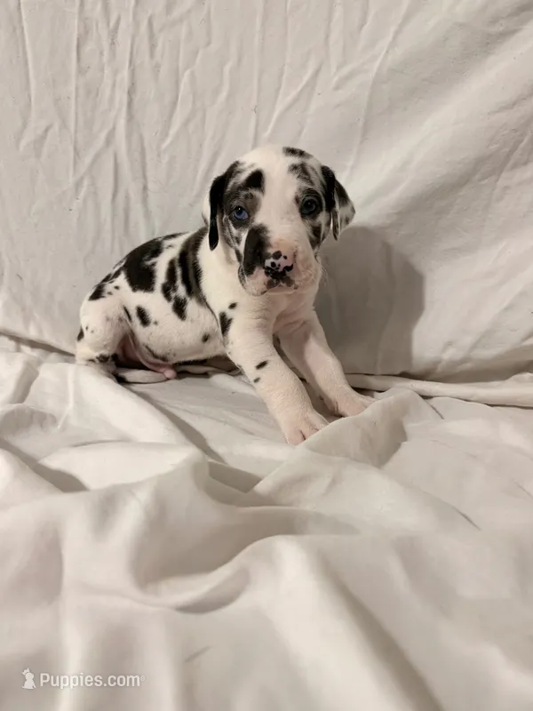 Harlequin Male – Great Dane puppy for sale in Rockingham, NC
