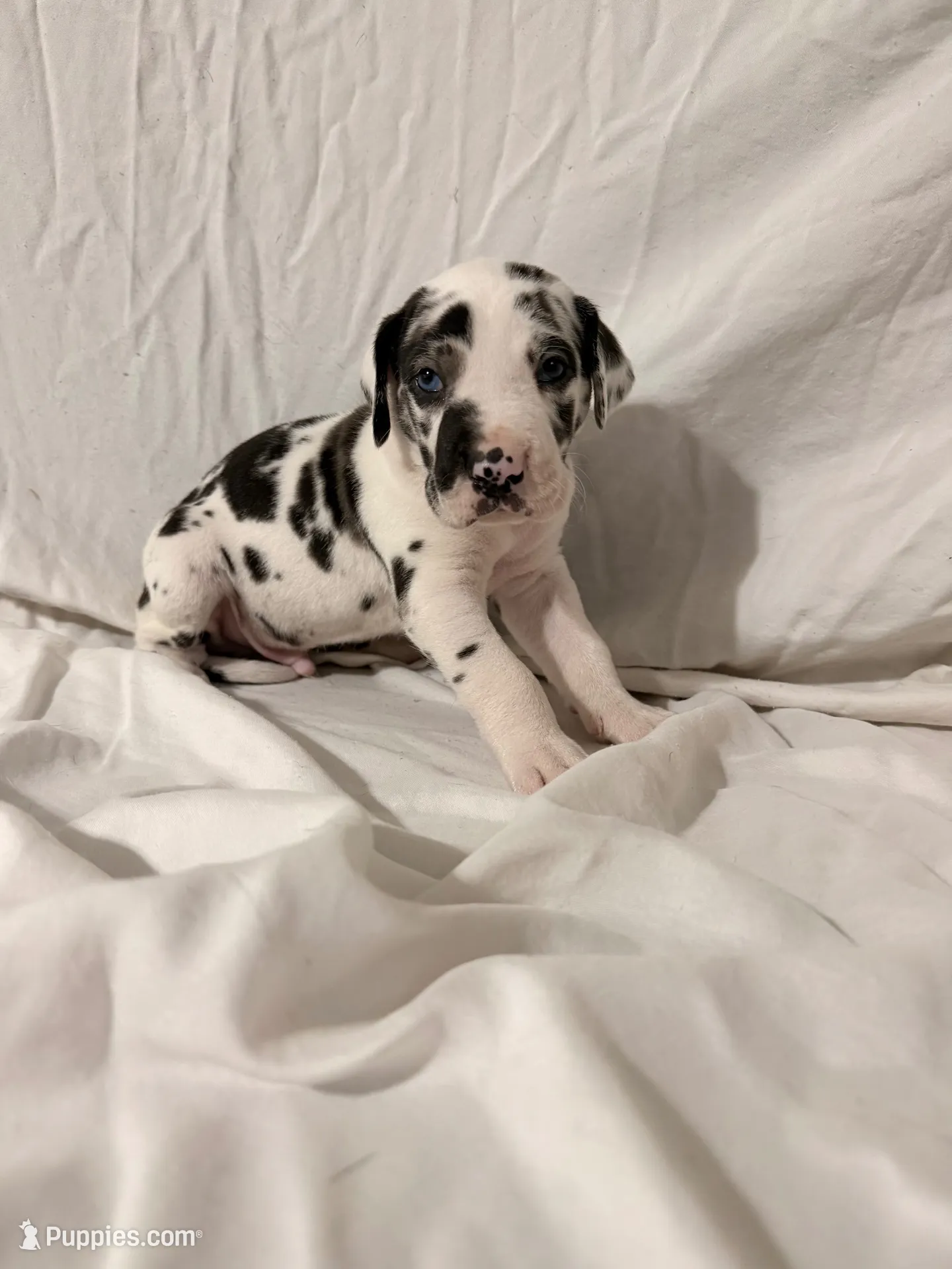 Harlequin Male, a male Great Dane for sale in Rockingham, NC – 1 of 3