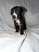 Black Female 2, a female Great Dane for sale in Rockingham, NC – 2 of 3