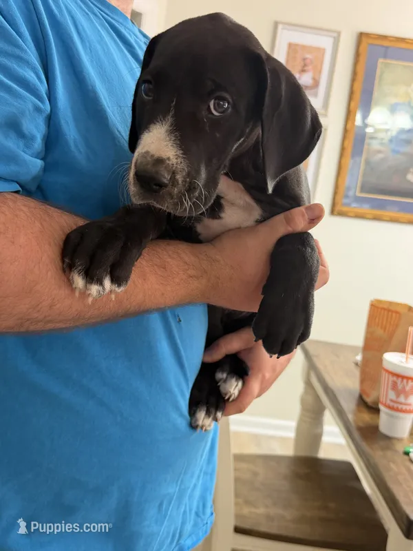 Black Female 1 – Great Dane puppy for sale in Rockingham, NC