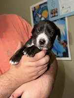 Black Female 2, a female Great Dane for sale in Rockingham, NC – 3 of 3