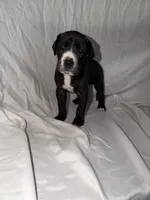 Black Female 1, a female Great Dane for sale in Rockingham, NC – 2 of 3
