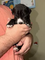 Black Female 1, a female Great Dane for sale in Rockingham, NC – 3 of 3