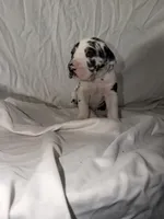 Harlequin Male, a male Great Dane for sale in Rockingham, NC – 2 of 3