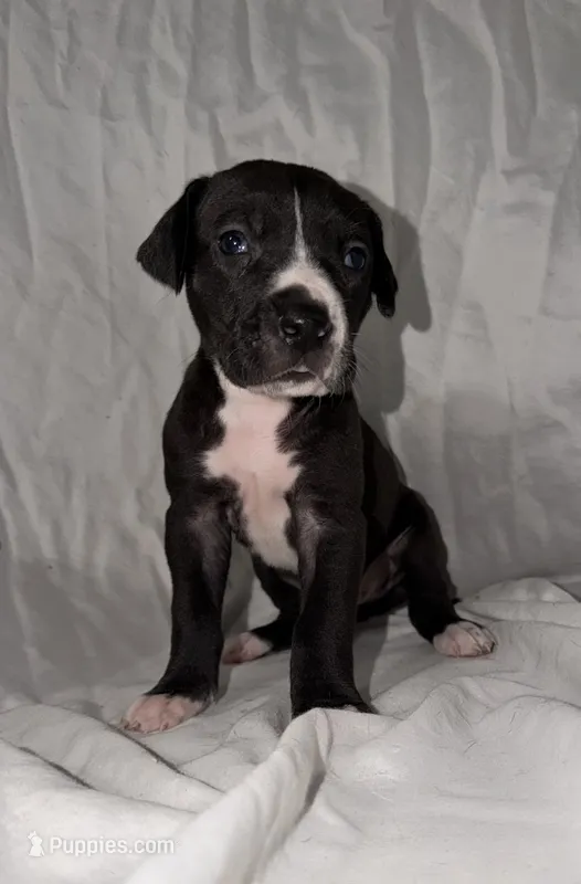 Black Female 2 – Great Dane puppy for sale in Rockingham, NC