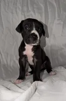 Black Female 2, a female Great Dane for sale in Rockingham, NC – 1 of 3
