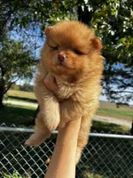 Sinatra, a male Pomeranian for sale in Joplin, MO – 3 of 6