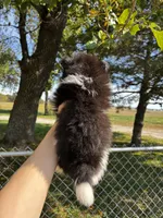 Audrey, a female Pomeranian for sale in Joplin, MO – 4 of 5