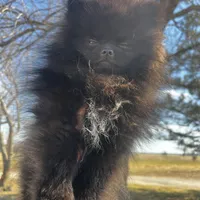 Auther, a male Pomeranian for sale in Joplin, MO – Photo 1 of 9