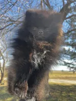 Auther, a male Pomeranian for sale in Joplin, MO – Photo 1 of 9