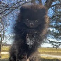 Auther, a male Pomeranian for sale in Joplin, MO – Photo 3 of 9
