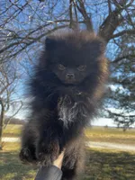 Auther, a male Pomeranian for sale in Joplin, MO – Photo 3 of 9