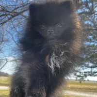 Auther, a male Pomeranian for sale in Joplin, MO – Photo 2 of 9