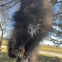 Auther, a male Pomeranian for sale in Joplin, MO – Photo 6 of 9