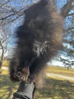 Auther, a male Pomeranian for sale in Joplin, MO – Photo 4 of 9