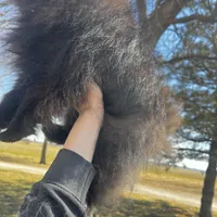 Auther, a male Pomeranian for sale in Joplin, MO – Photo 9 of 9