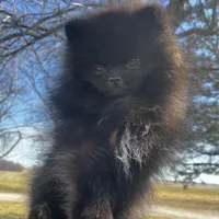 Auther, a male Pomeranian for sale in Joplin, MO – Photo 5 of 9