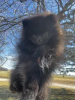 Auther, a male Pomeranian for sale in Joplin, MO – Photo 5 of 9