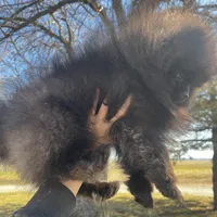 Auther, a male Pomeranian for sale in Joplin, MO – Photo 8 of 9