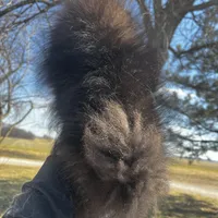 Auther, a male Pomeranian for sale in Joplin, MO – Photo 7 of 9