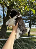 Audrey, a female Pomeranian for sale in Joplin, MO – 2 of 5