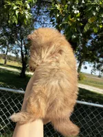 Monroe , a female Pomeranian for sale in Joplin, MO – 5 of 5