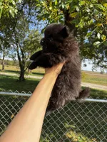 Elvis, a male Pomeranian for sale in Joplin, MO – 3 of 5