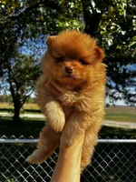 Sinatra, a male Pomeranian for sale in Joplin, MO – 2 of 6