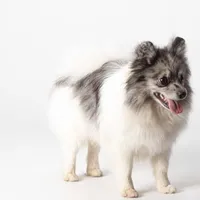 Fredrick, a male Pomeranian for sale in Joplin, MO – Photo 1 of 7