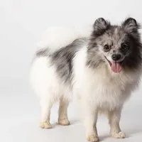 Fredrick, a male Pomeranian for sale in Joplin, MO – Photo 5 of 7